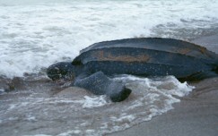 Leatherback Sea Turtle